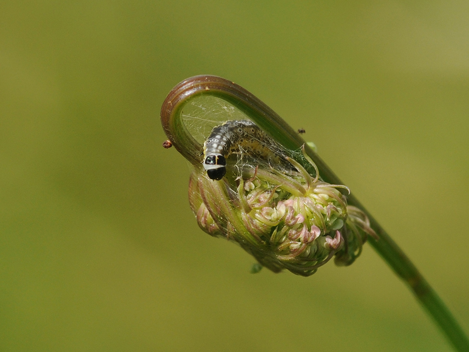 Piccolo bruco da identificare